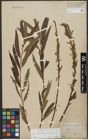 Foto von Salix triandra L. x Salix viminalis L.